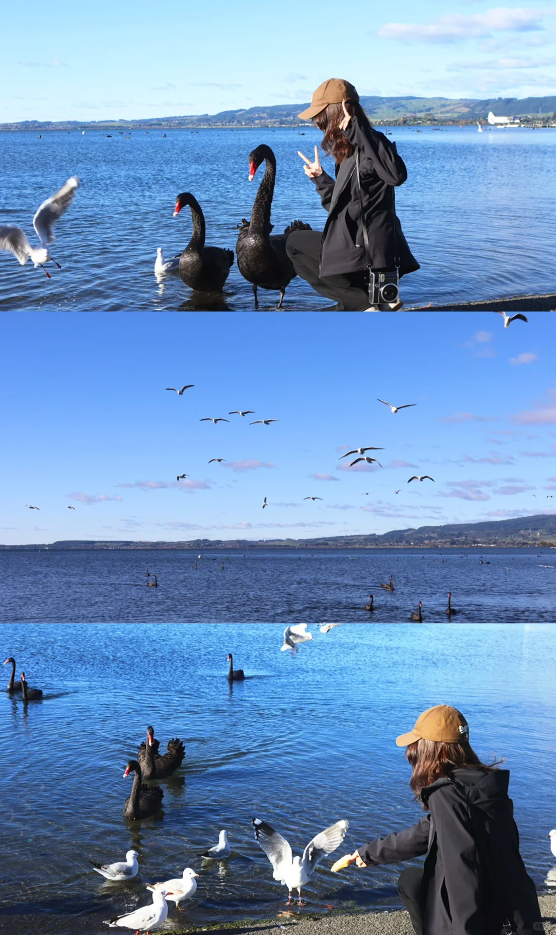 pics in NZ ..🧩