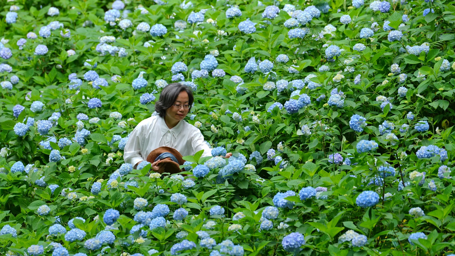 凤凰古城南华山景区绣球花一日游