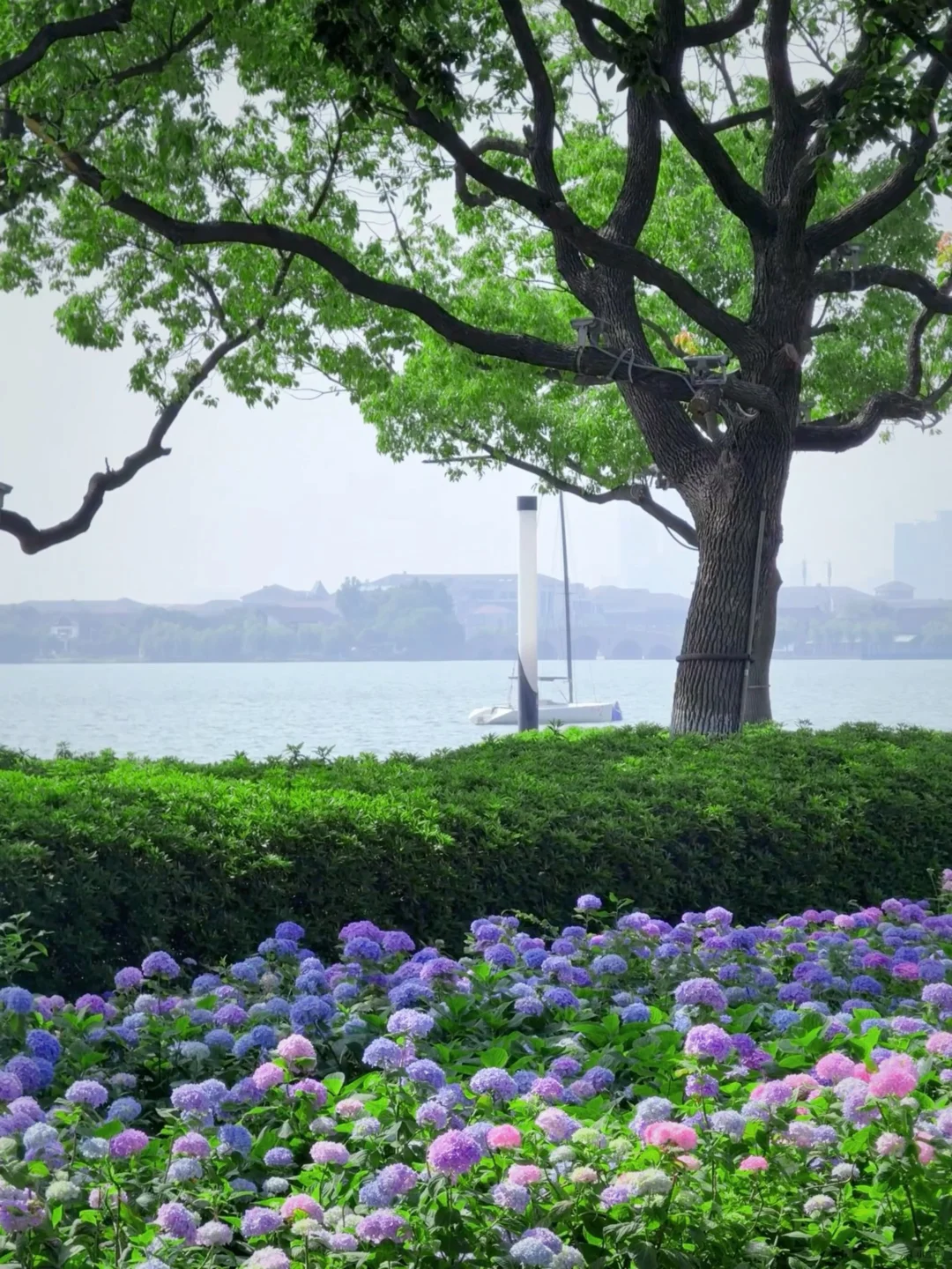 5.19live实拍💙金鸡湖畔开满无尽夏的浪漫💜