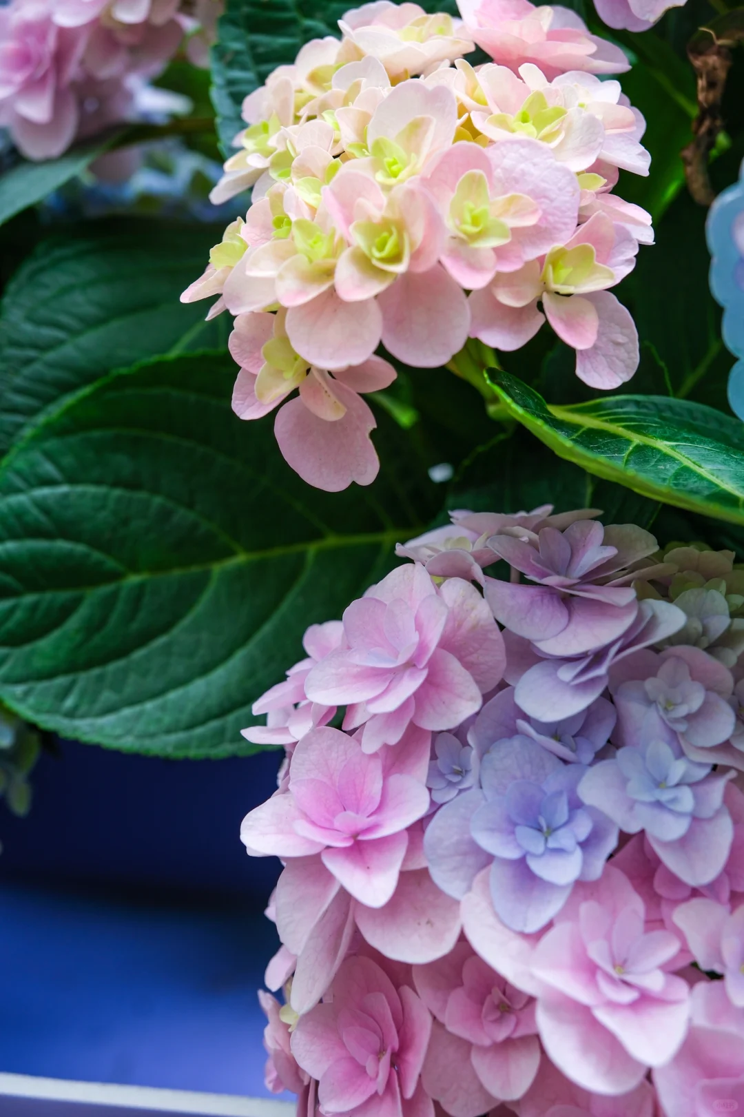 今年的绣球花展，吴山天风赢麻了！🌸