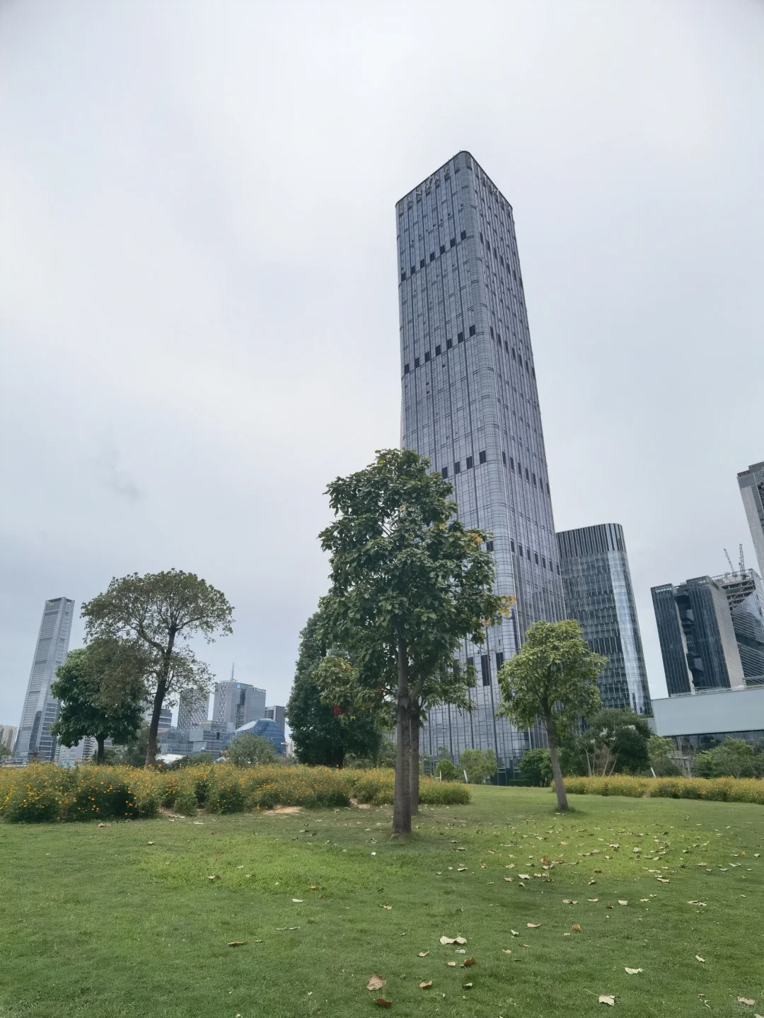 油画般的黄秋英花海——不用去啦