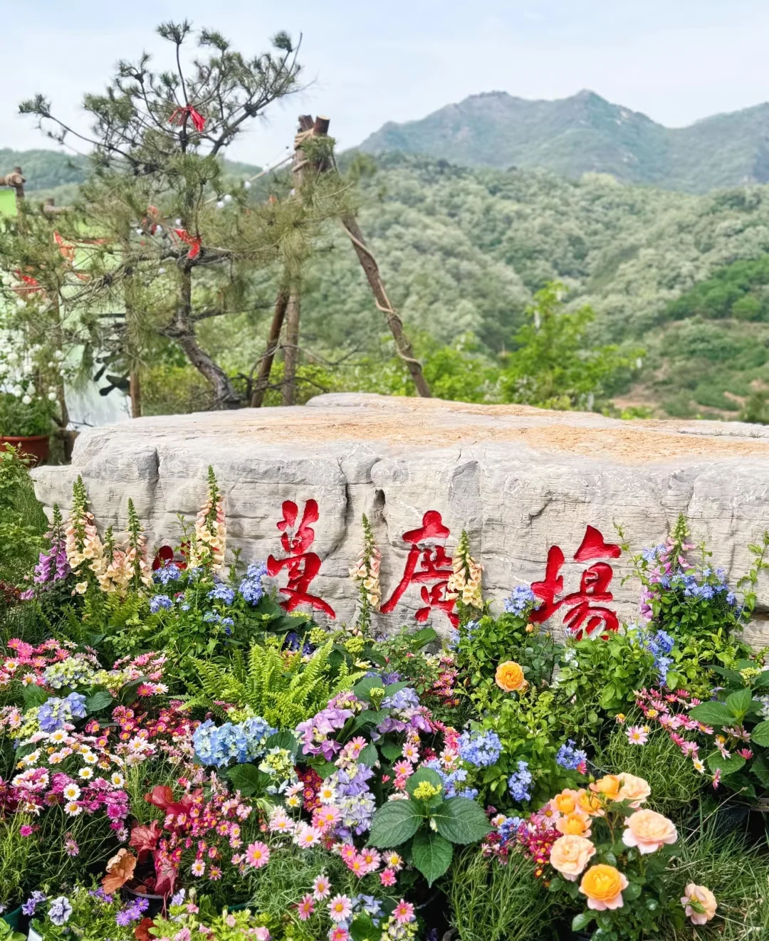 这颜值绝了，谁拍谁好看！📸📷