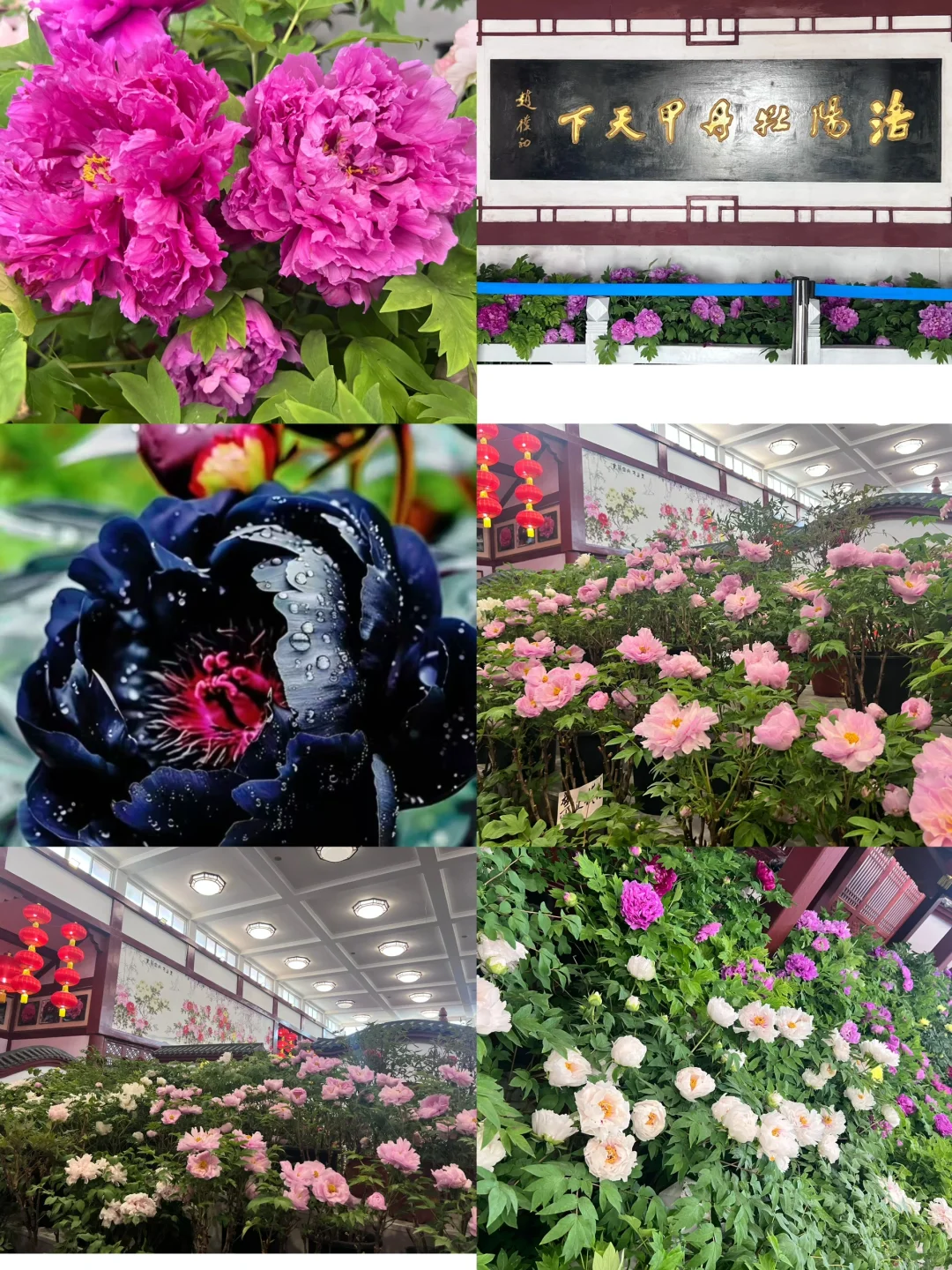 《重返洛阳》古城暮色 诗意烟火