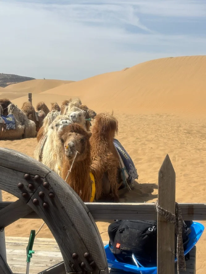 后悔没早来❗呼和浩特这些景点才是旅行王炸