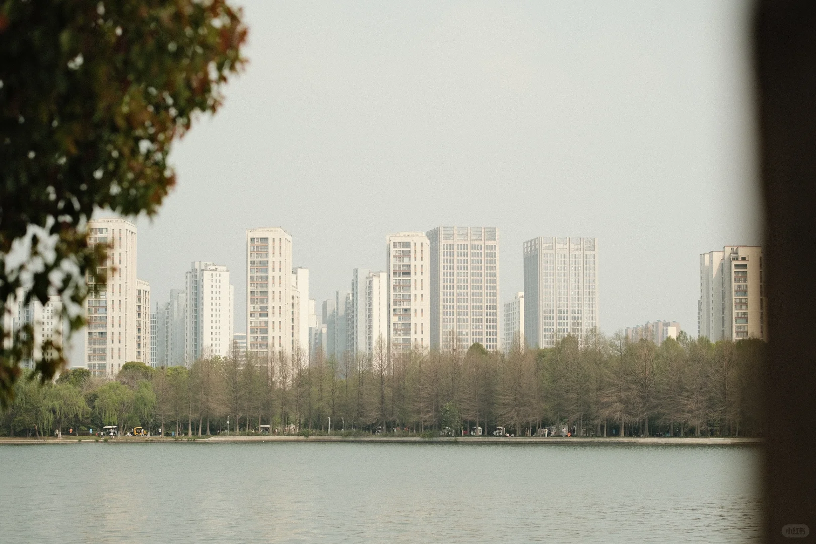 石湖景区的花