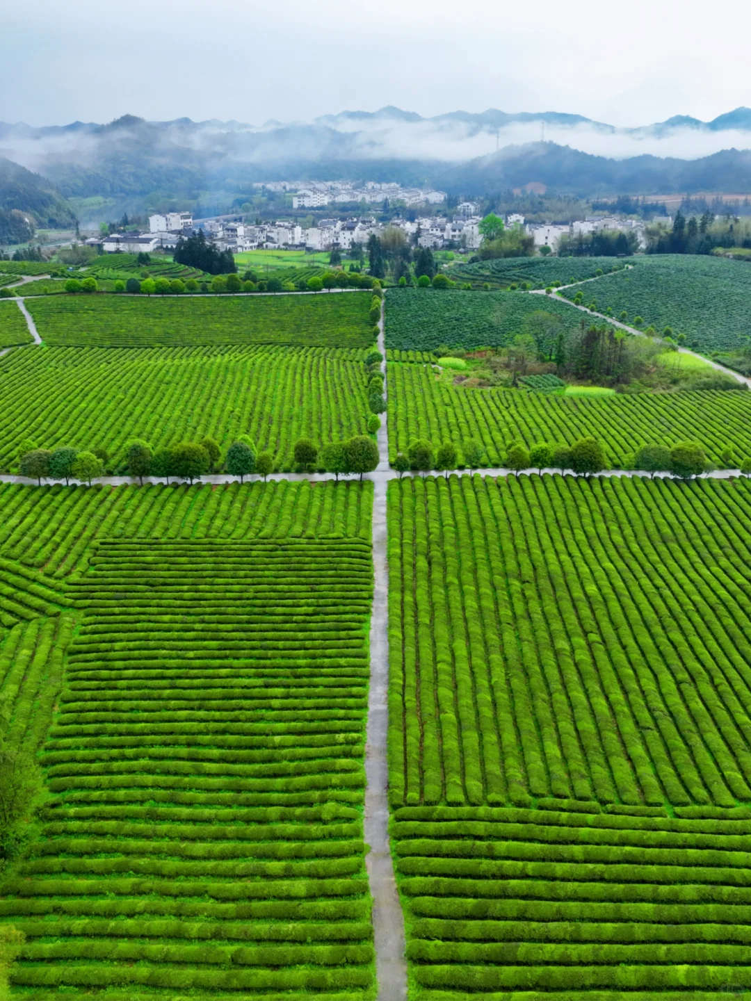 4-5月❗️婺源这些0元小众茶园🍃太出片