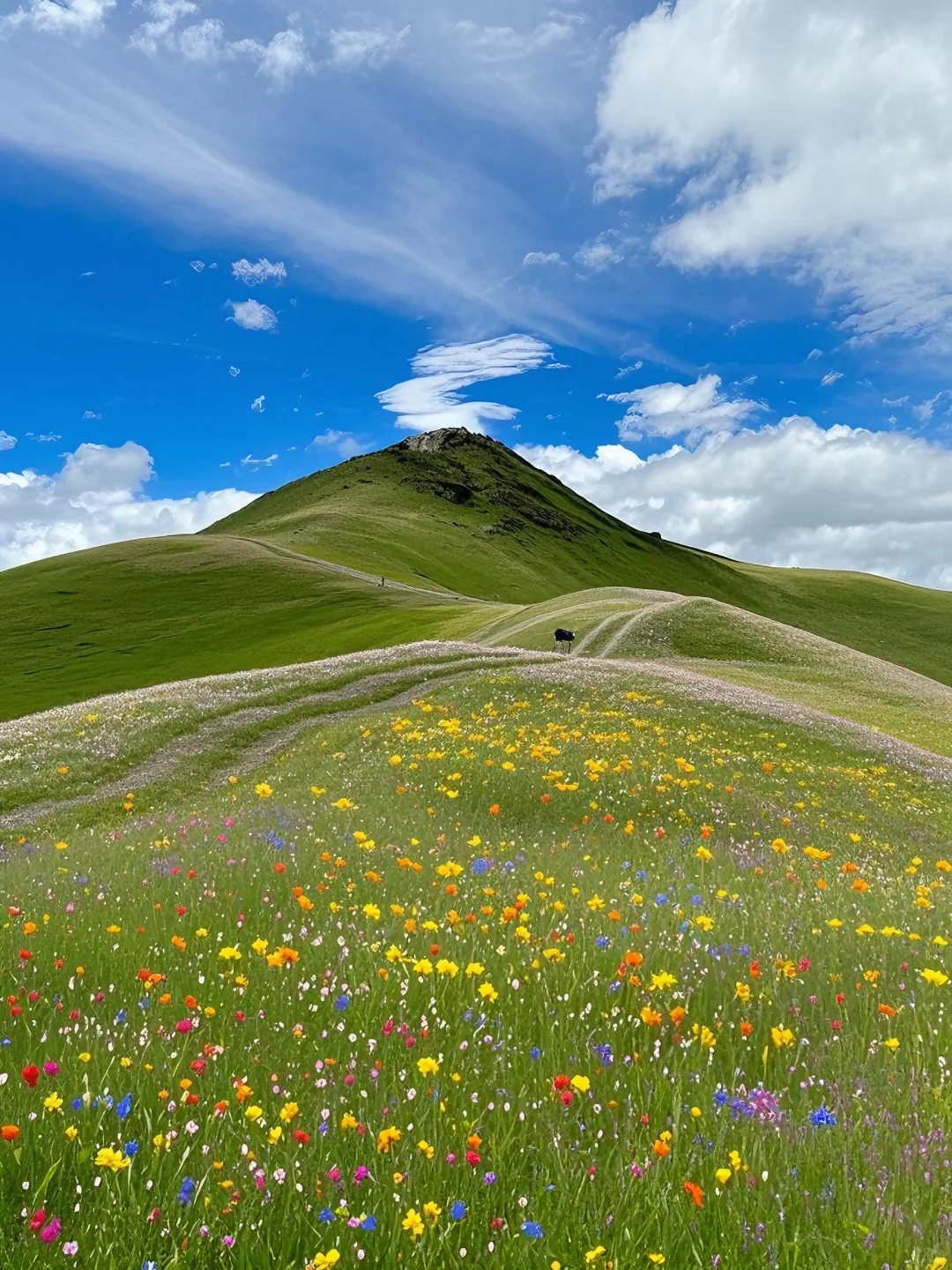 不在瑞士...5-8月的川西🏔️！！💐美到失语….
