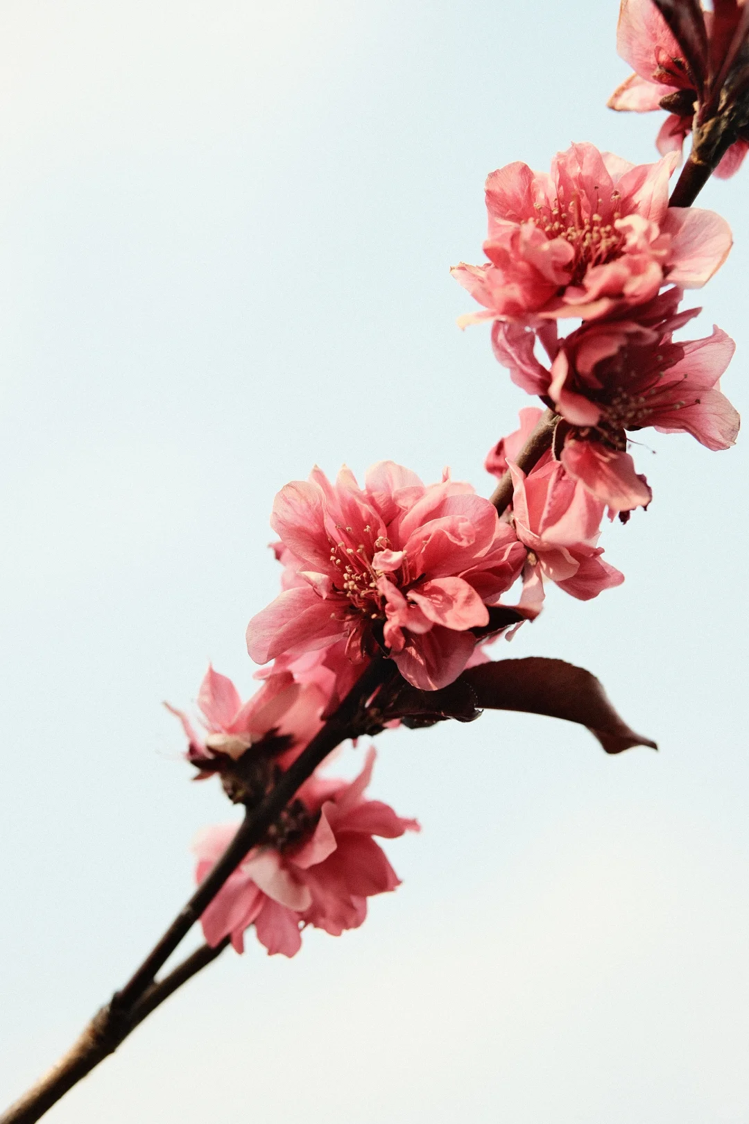 石湖景区的花