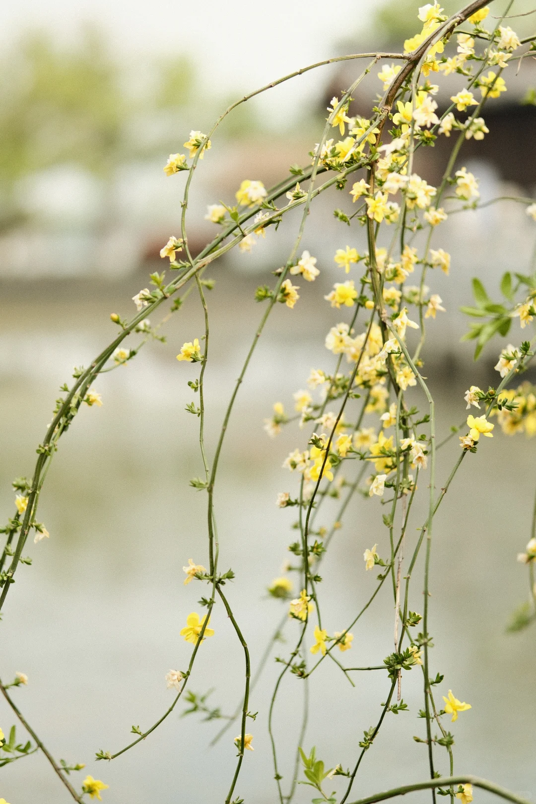 石湖景区的花