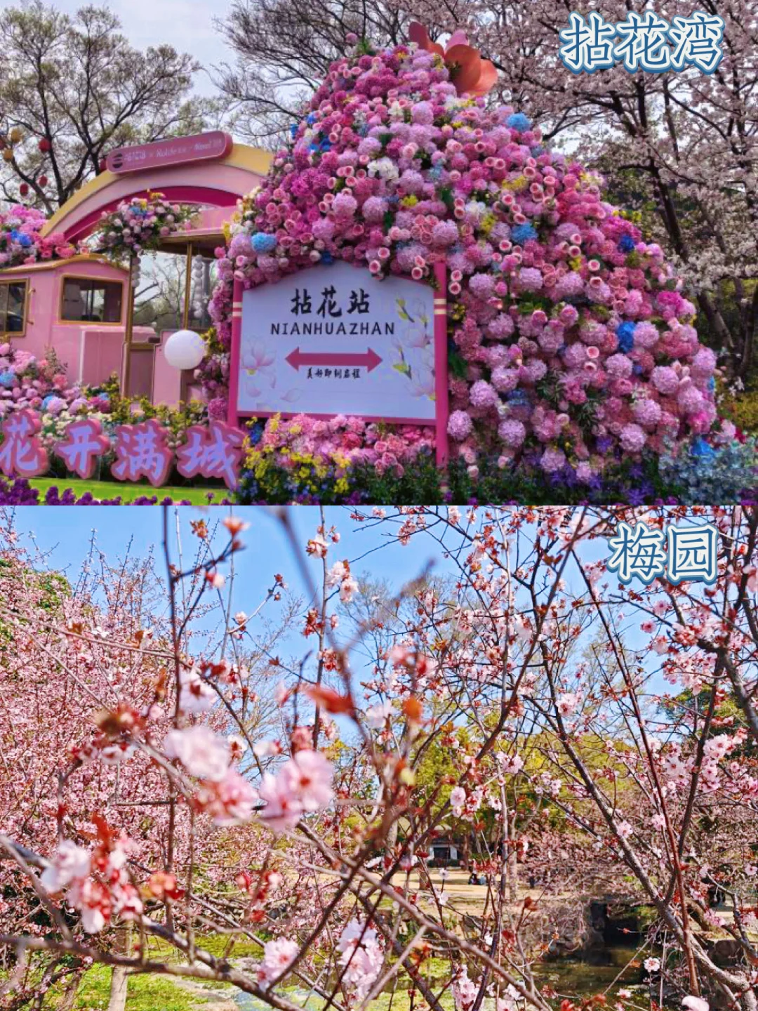 我宣布‼️去无锡看樱花按这条路线玩直接封神