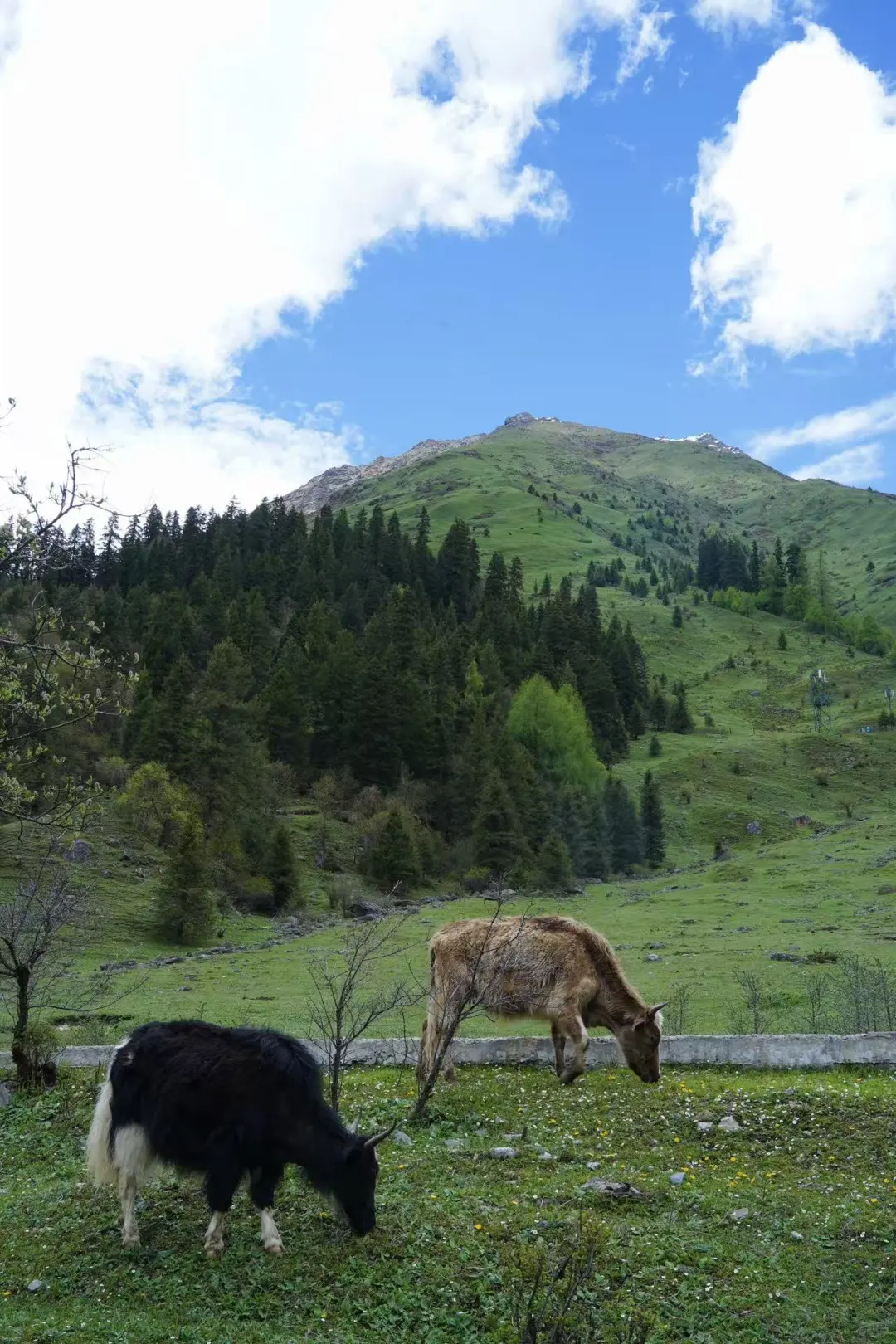 登山徒步：四姑娘山双桥沟（第四山）