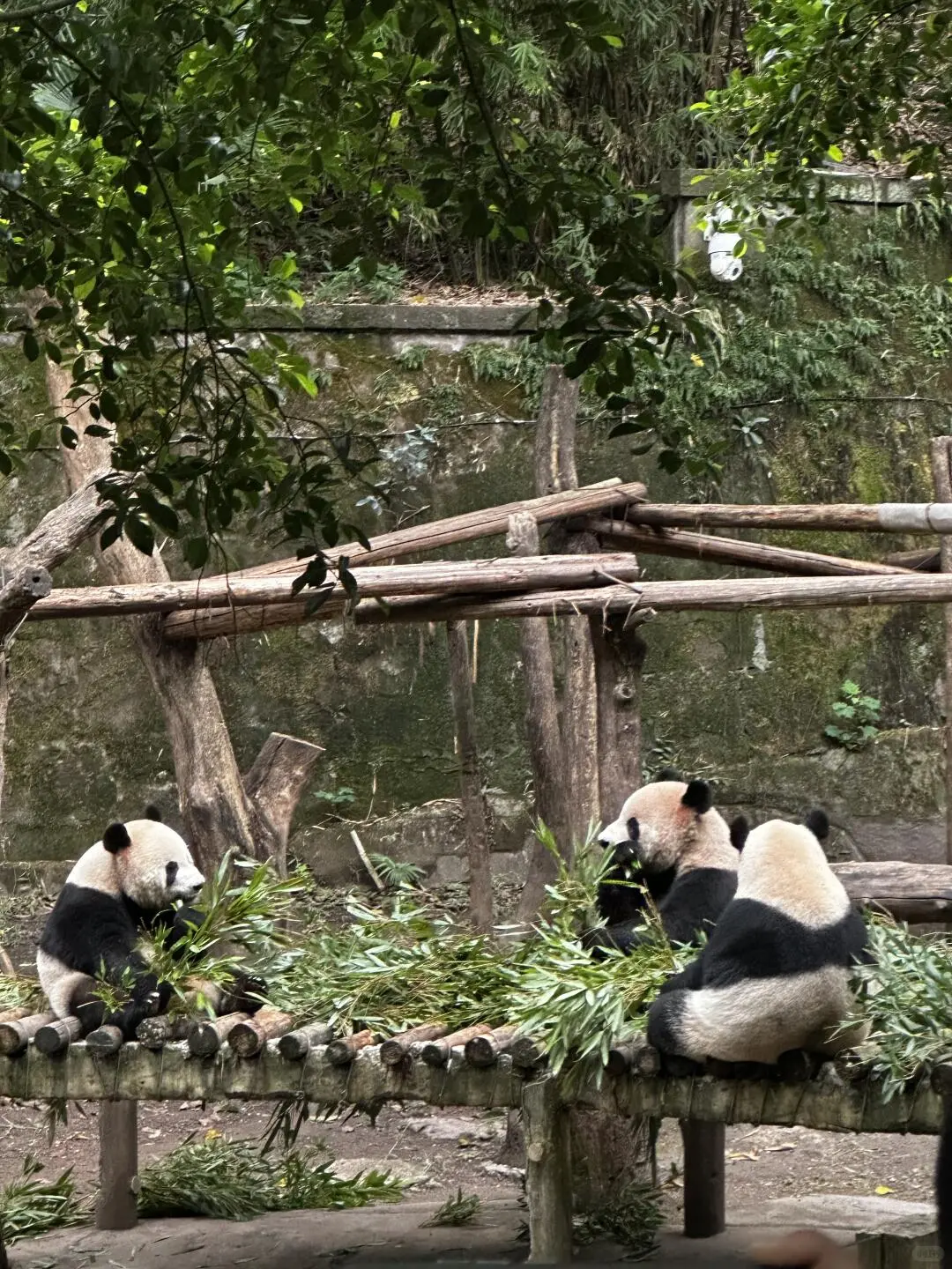 成都手写版旅游攻略，暑假来的姐妹👭码住！