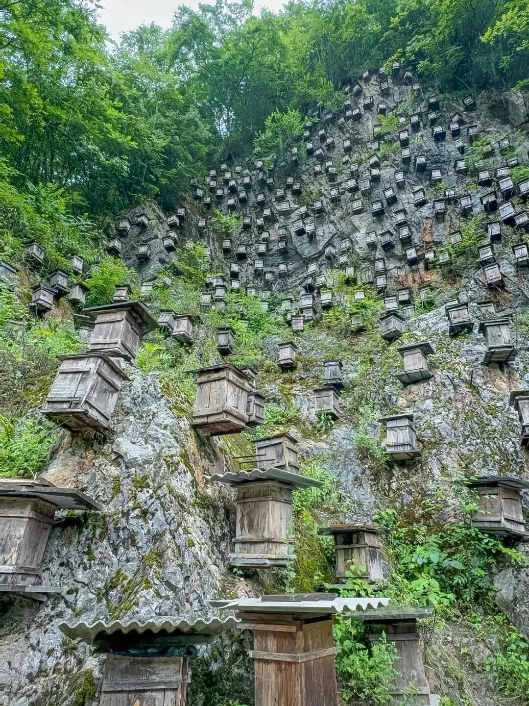 🌿 