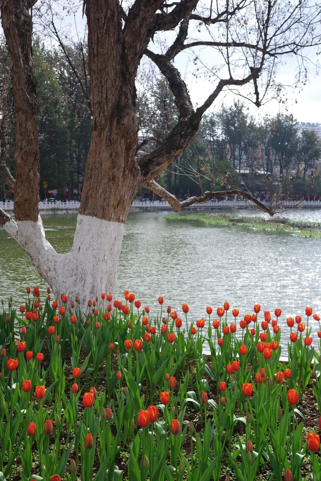 旅行干货：昆明旅游的本质是围绕三个湖
