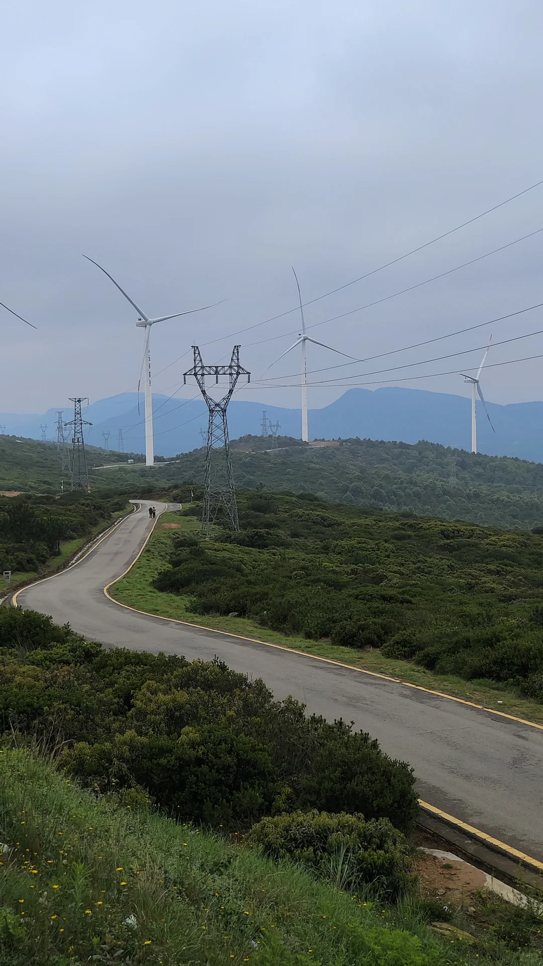 曲靖捡菌攻略之诸葛南山