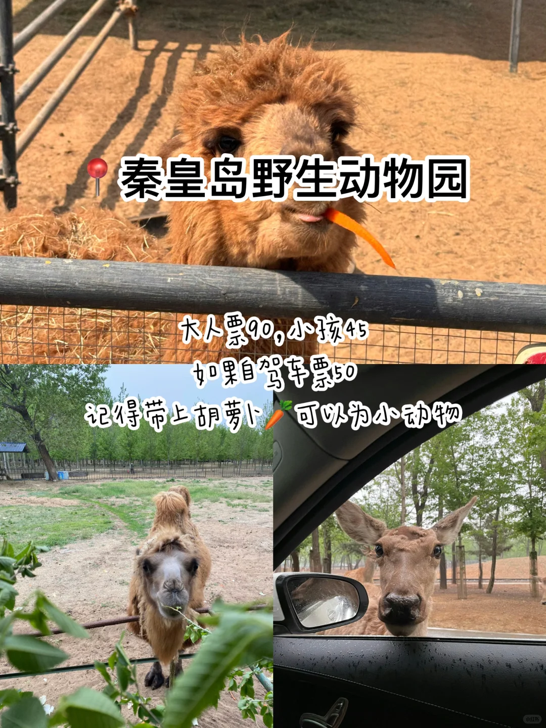 秦皇岛｜本地人3天2晚人均500，保姆级攻略‼️