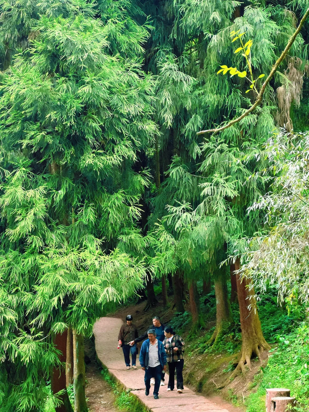 这儿真的太适合逃离了！森林氧吧🌳