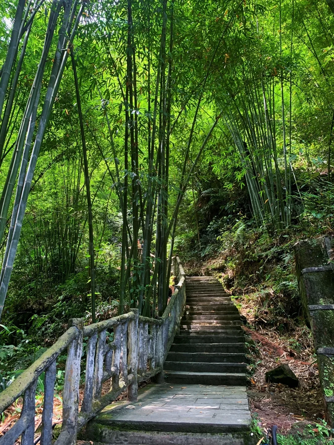 成都周边｜2.5h直达小众丛林竹海🚣