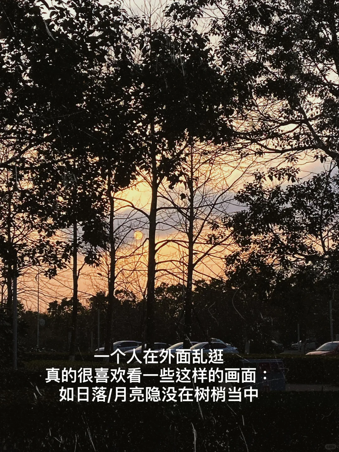 wacht|一部适合静下来看的电影|秋日奏鸣曲