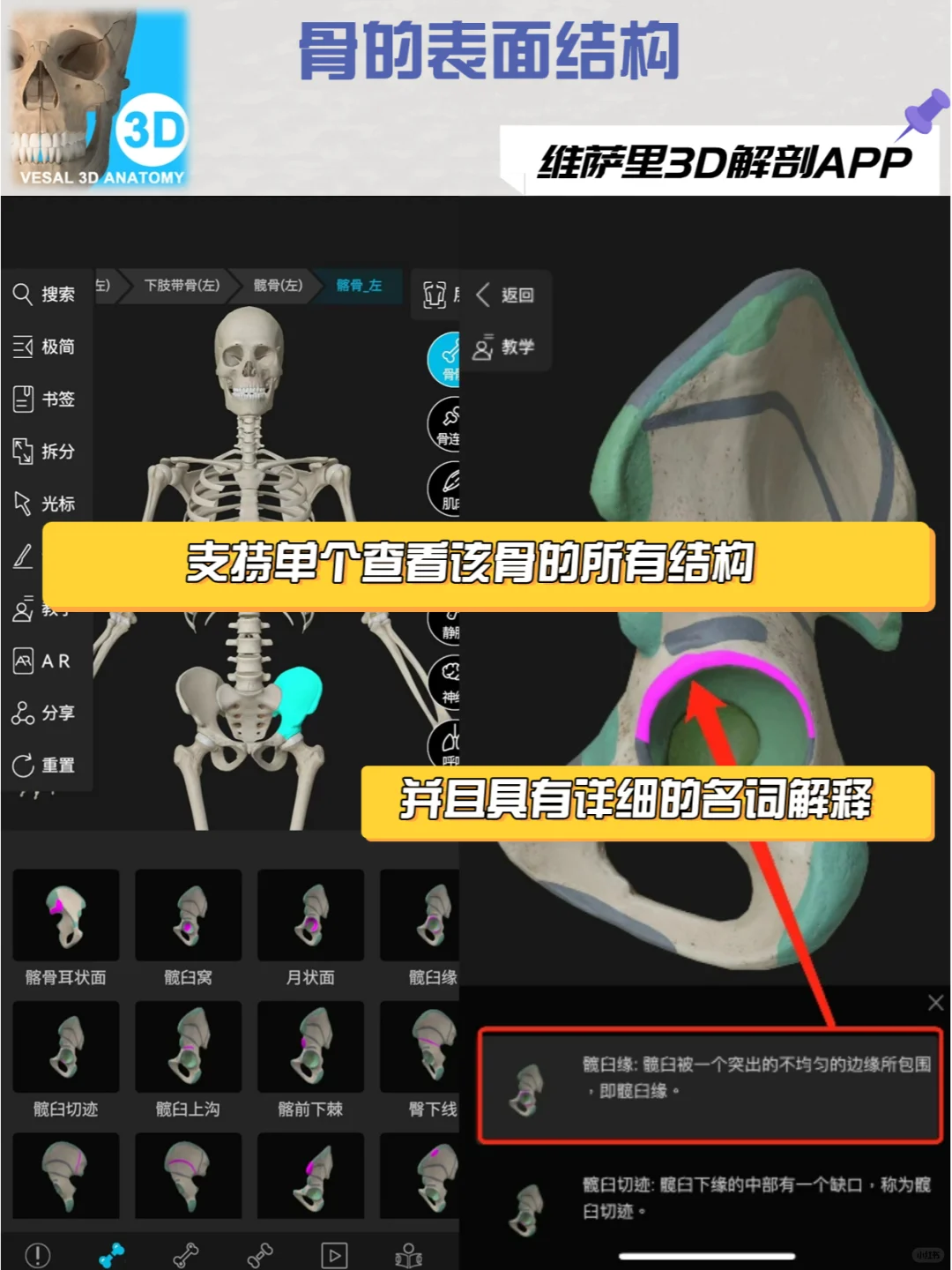 求求都用这款解剖软件去学习！