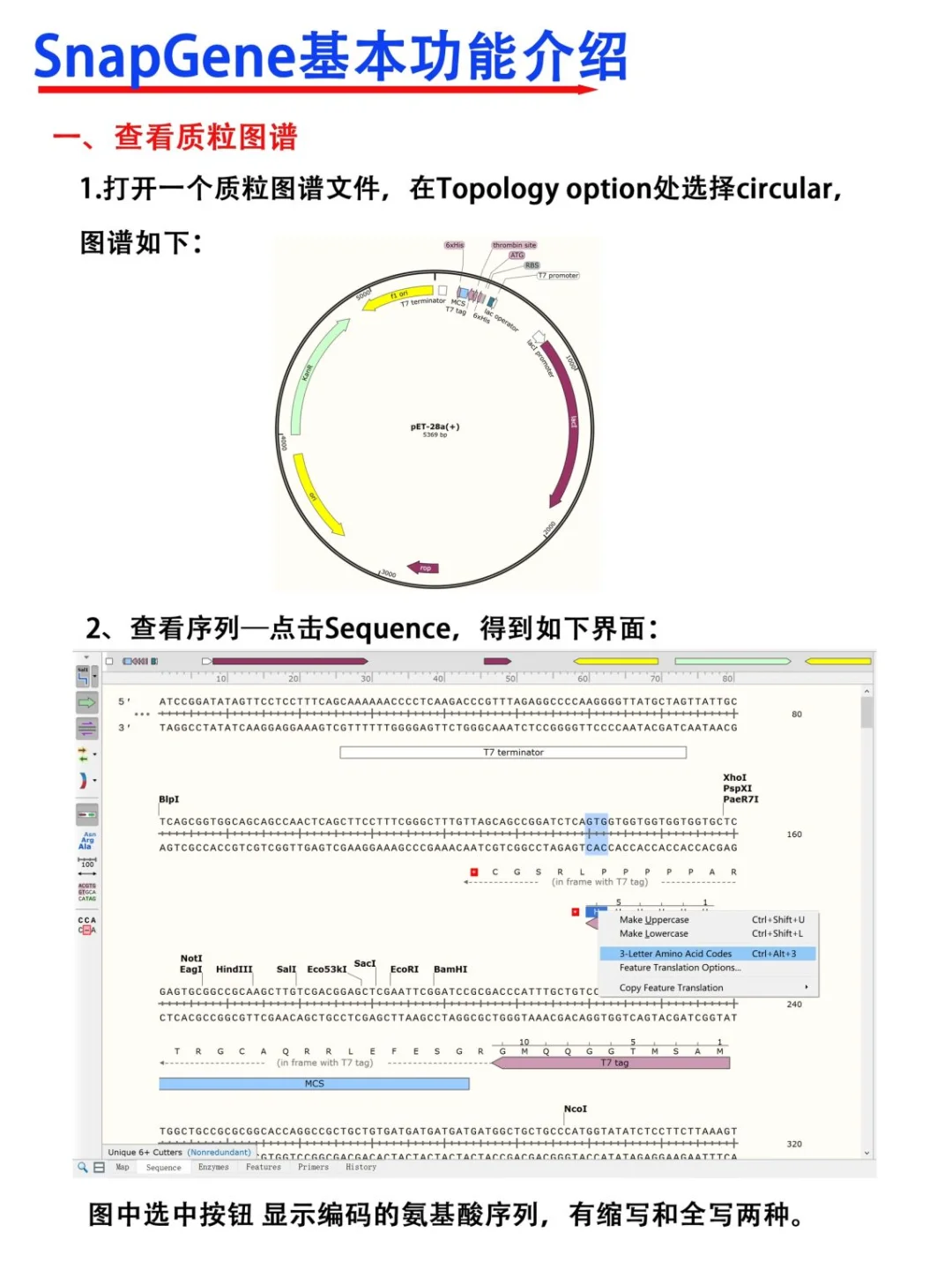 SnapGene软件使用教程【医学科研干货！】