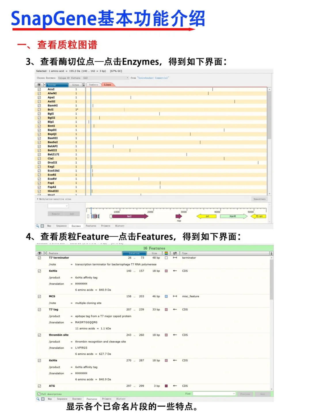 SnapGene软件使用教程【医学科研干货！】