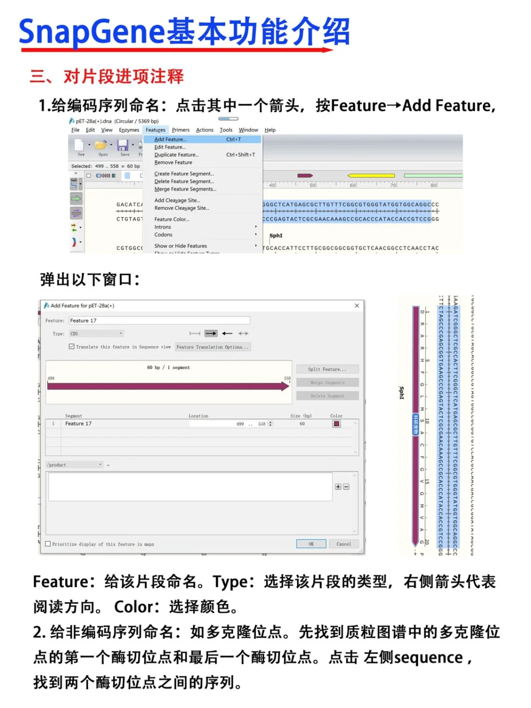 SnapGene软件使用教程【医学科研干货！】