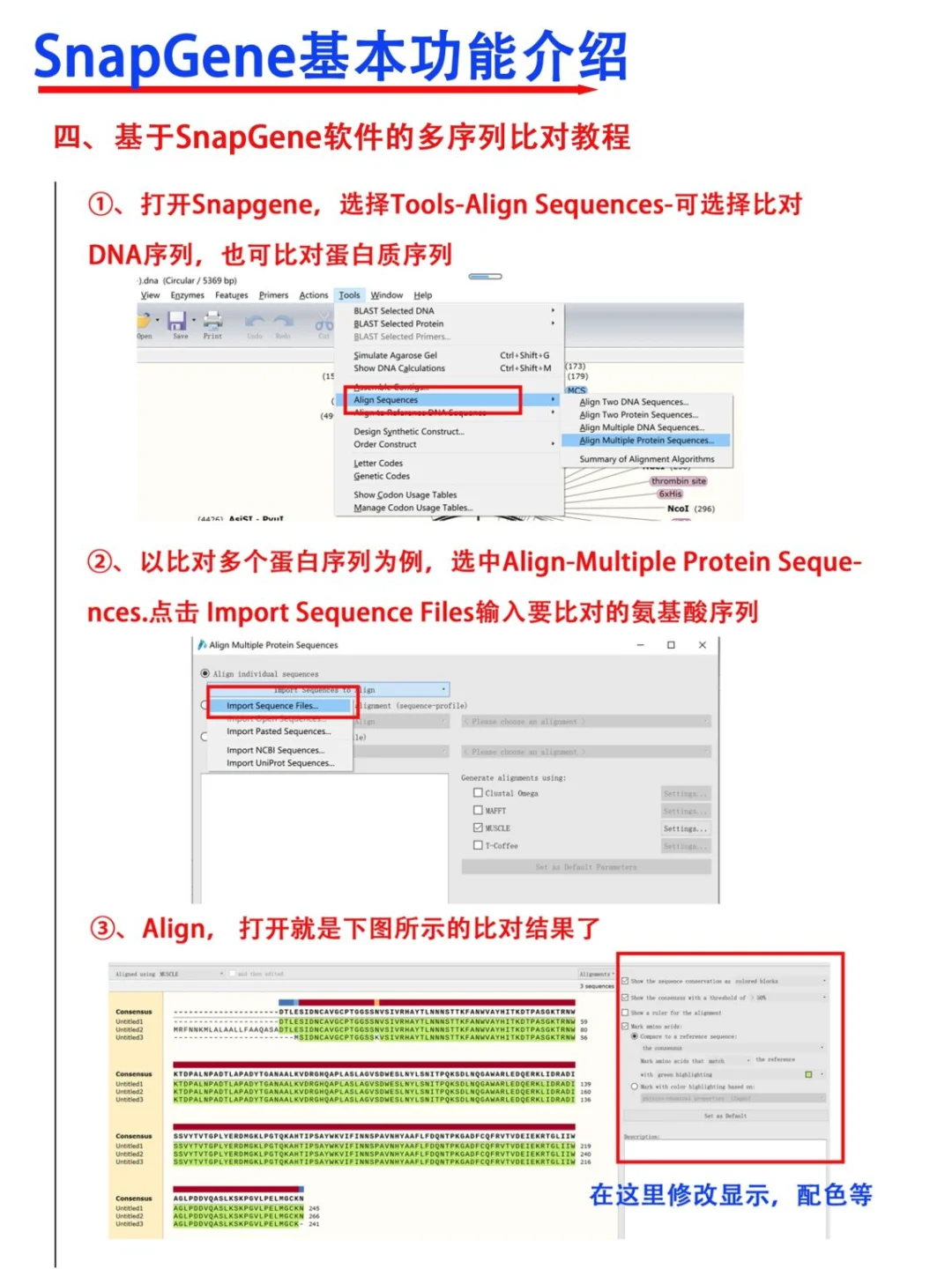 SnapGene软件使用教程【医学科研干货！】