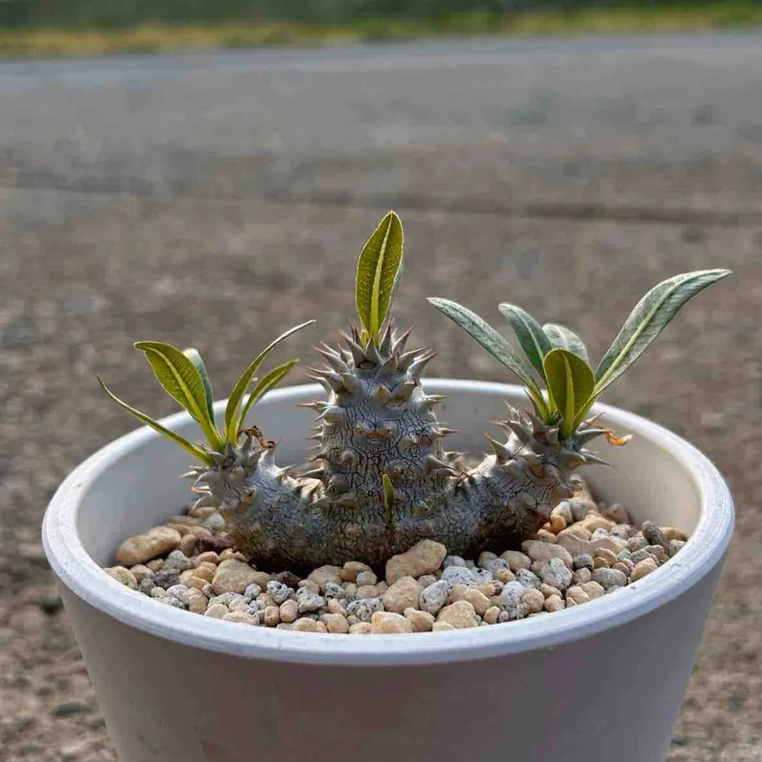 别把植物不当宠物