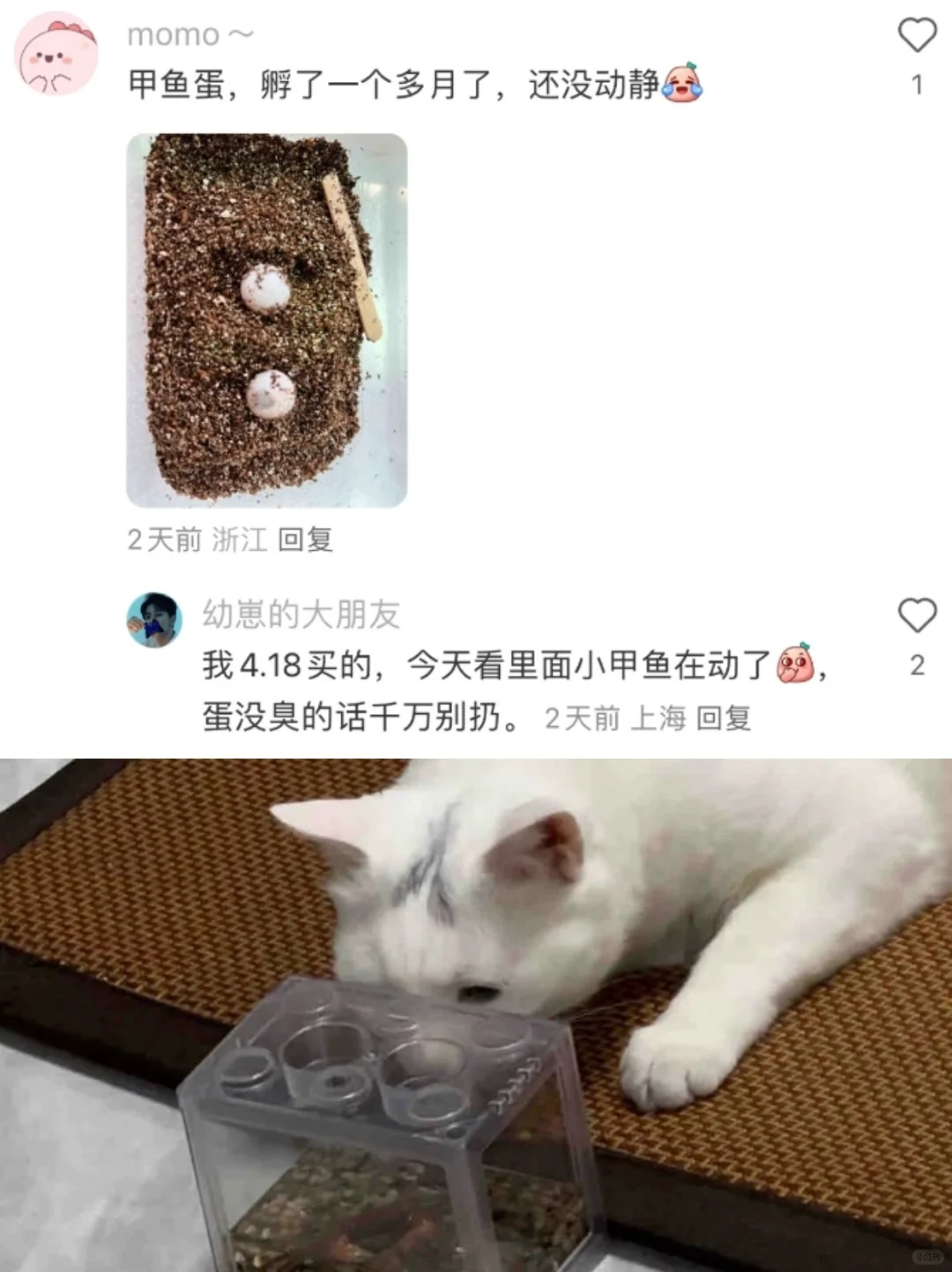 已经进化到，买菜app上买宠物了？