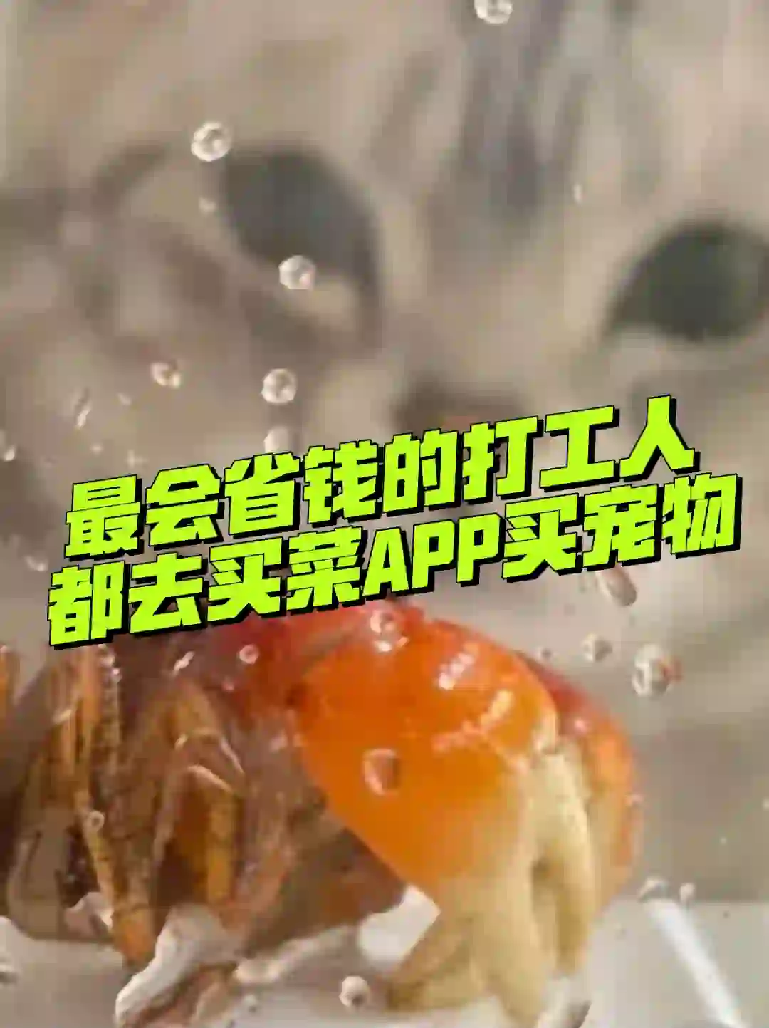 已经进化到，买菜app上买宠物了？