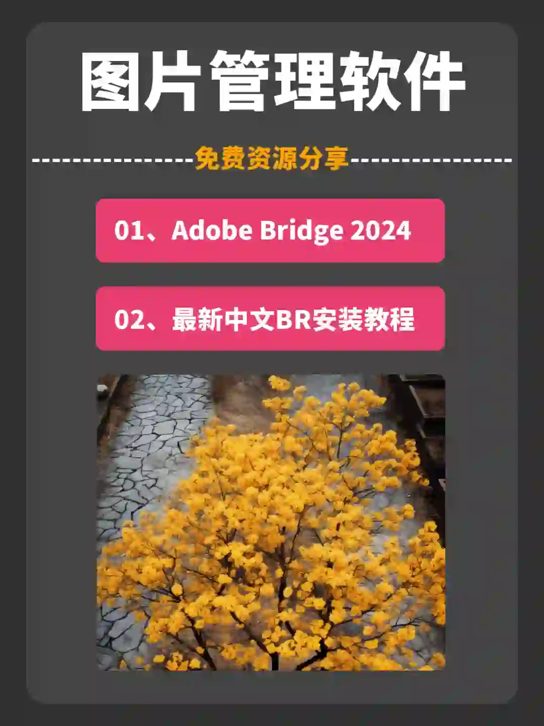 最好Bridge 2024 14.1图片管理软件安装教程