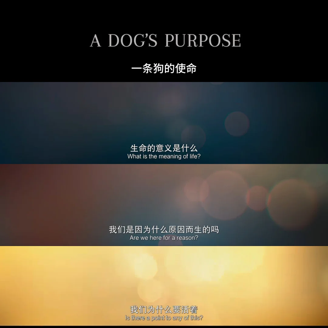《一条狗的使命》电影记录🛖