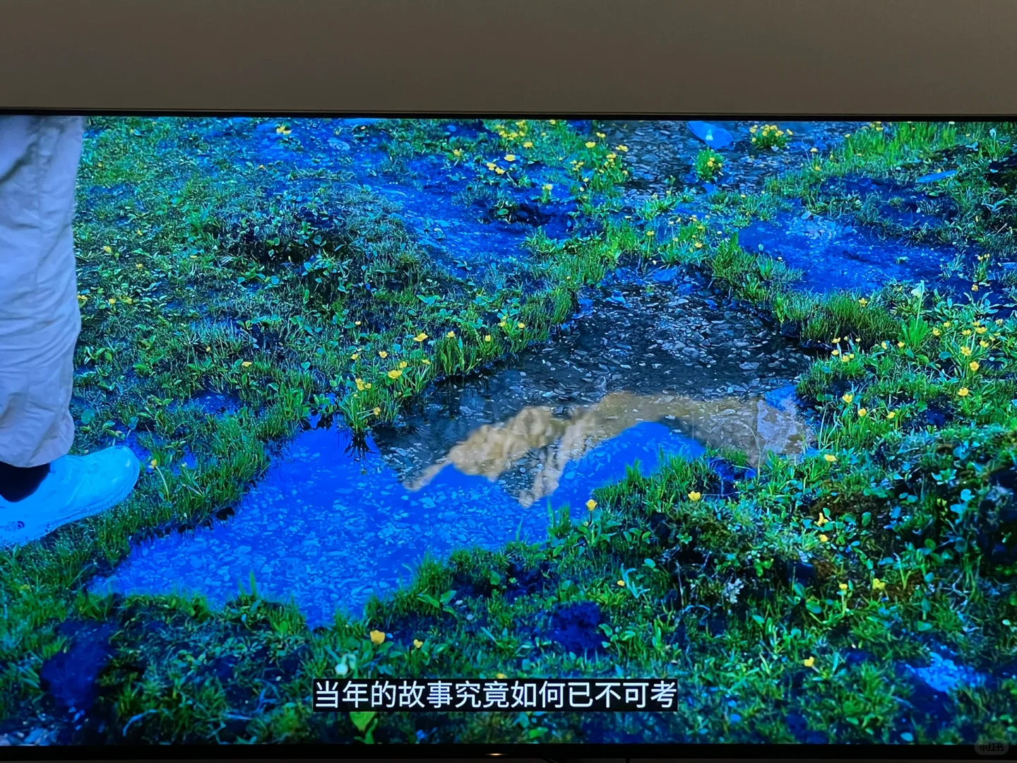 Apple Tv 看4K 视频yyds ！