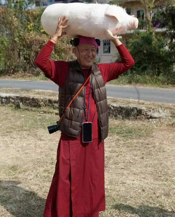 免费观看！宗萨仁波切电影“十字路口的猪”