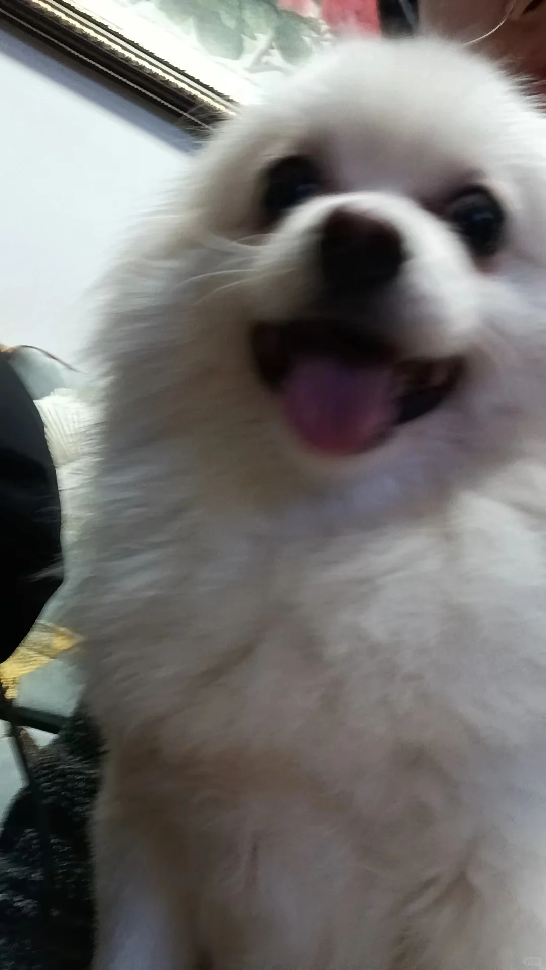 🐶性感小狗在线相亲👄