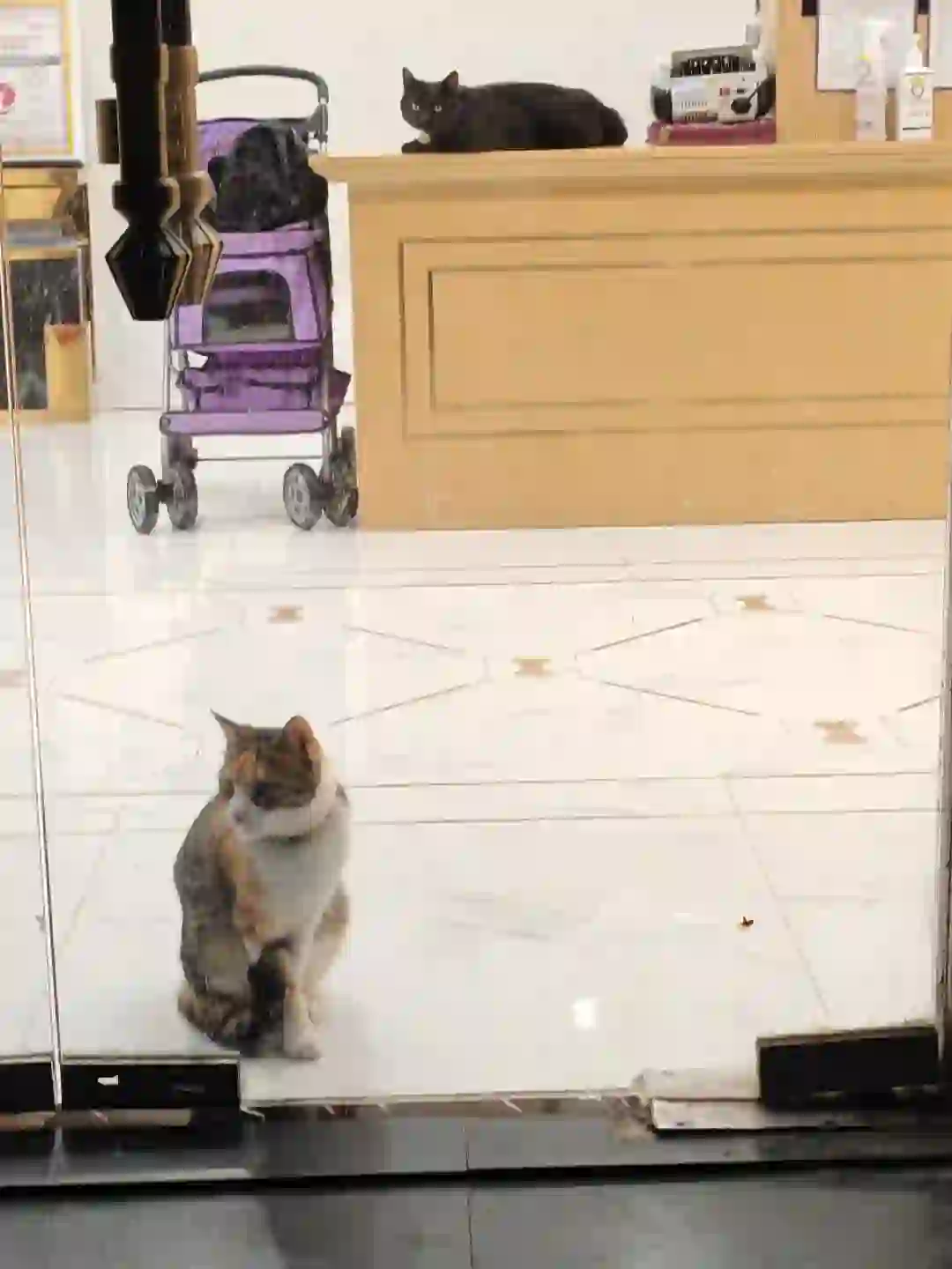性感猫猫，在线揽客