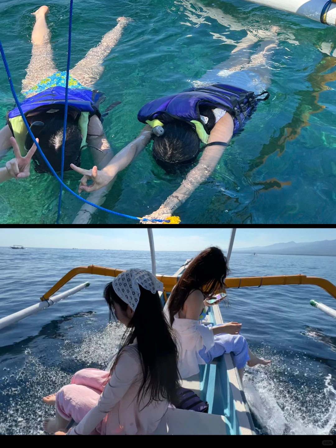 罗威纳追海豚