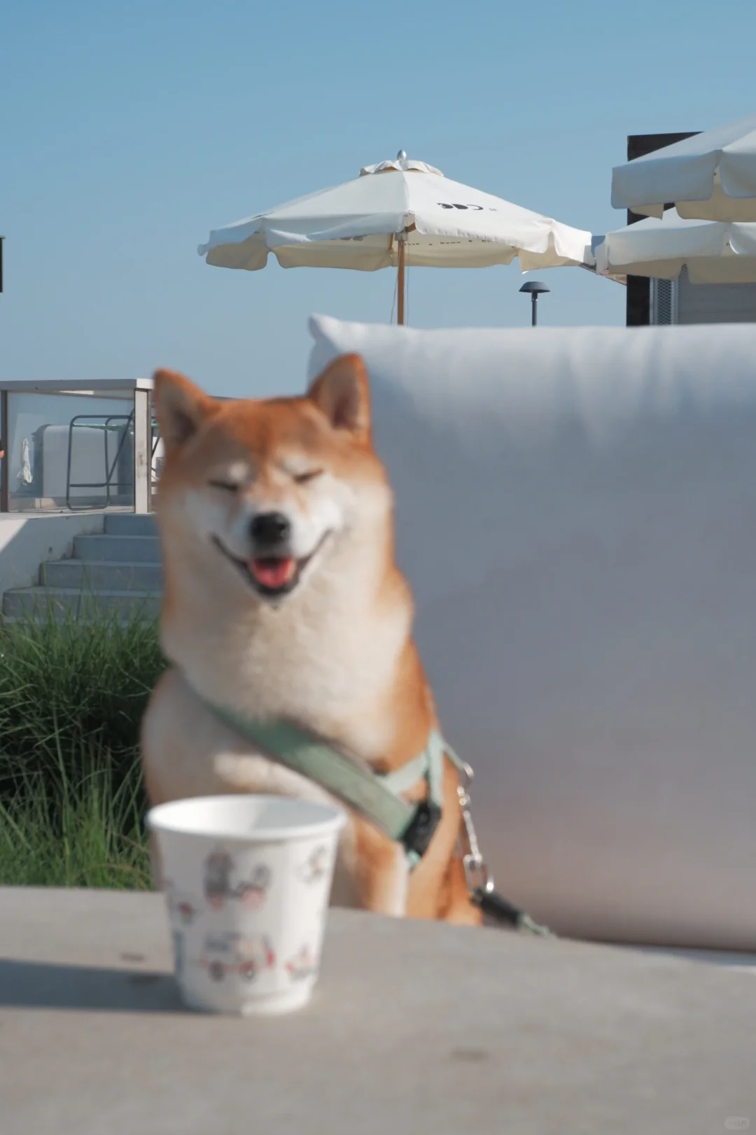 比基尼！