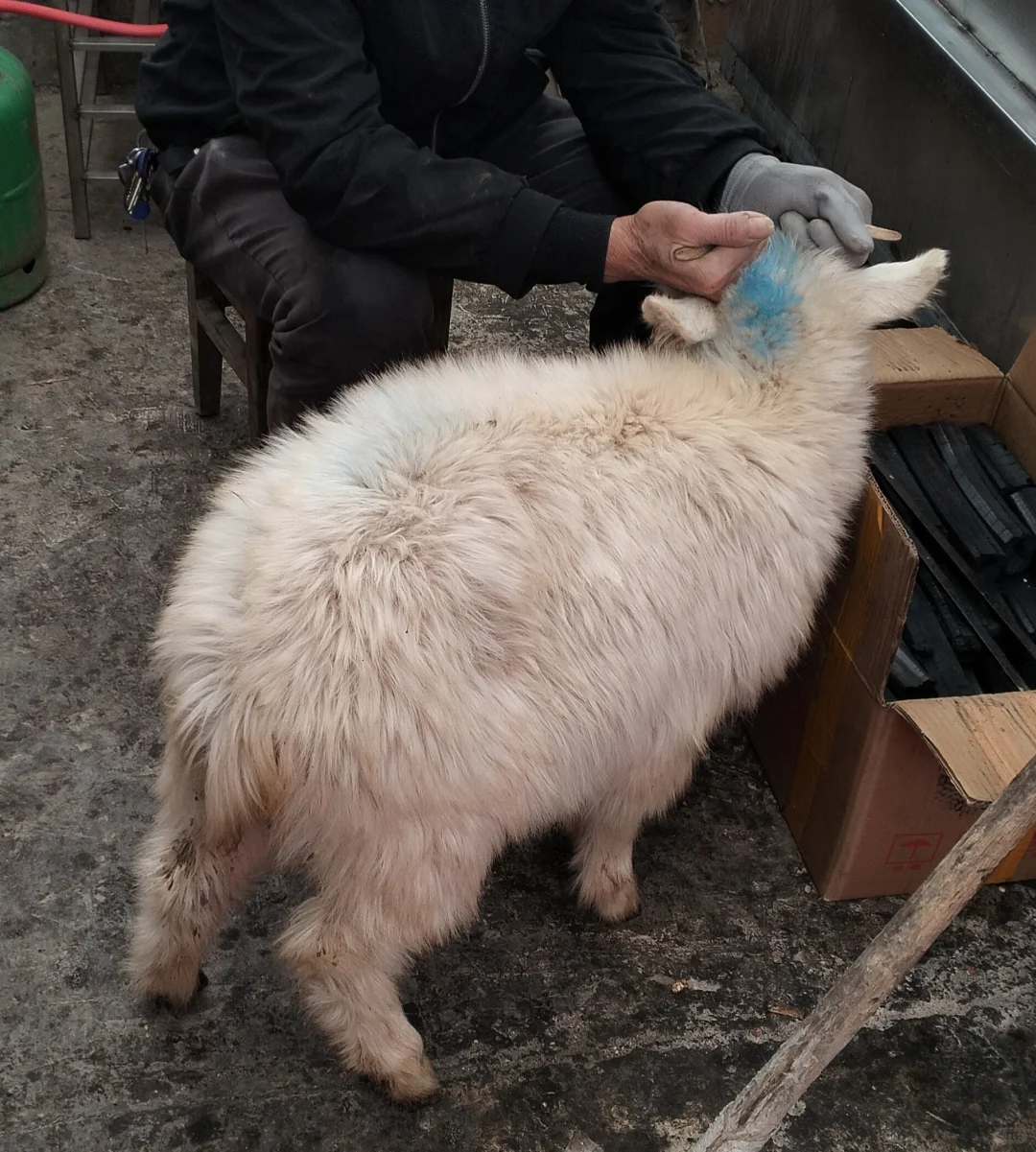 有人喜欢看活羊现杀
