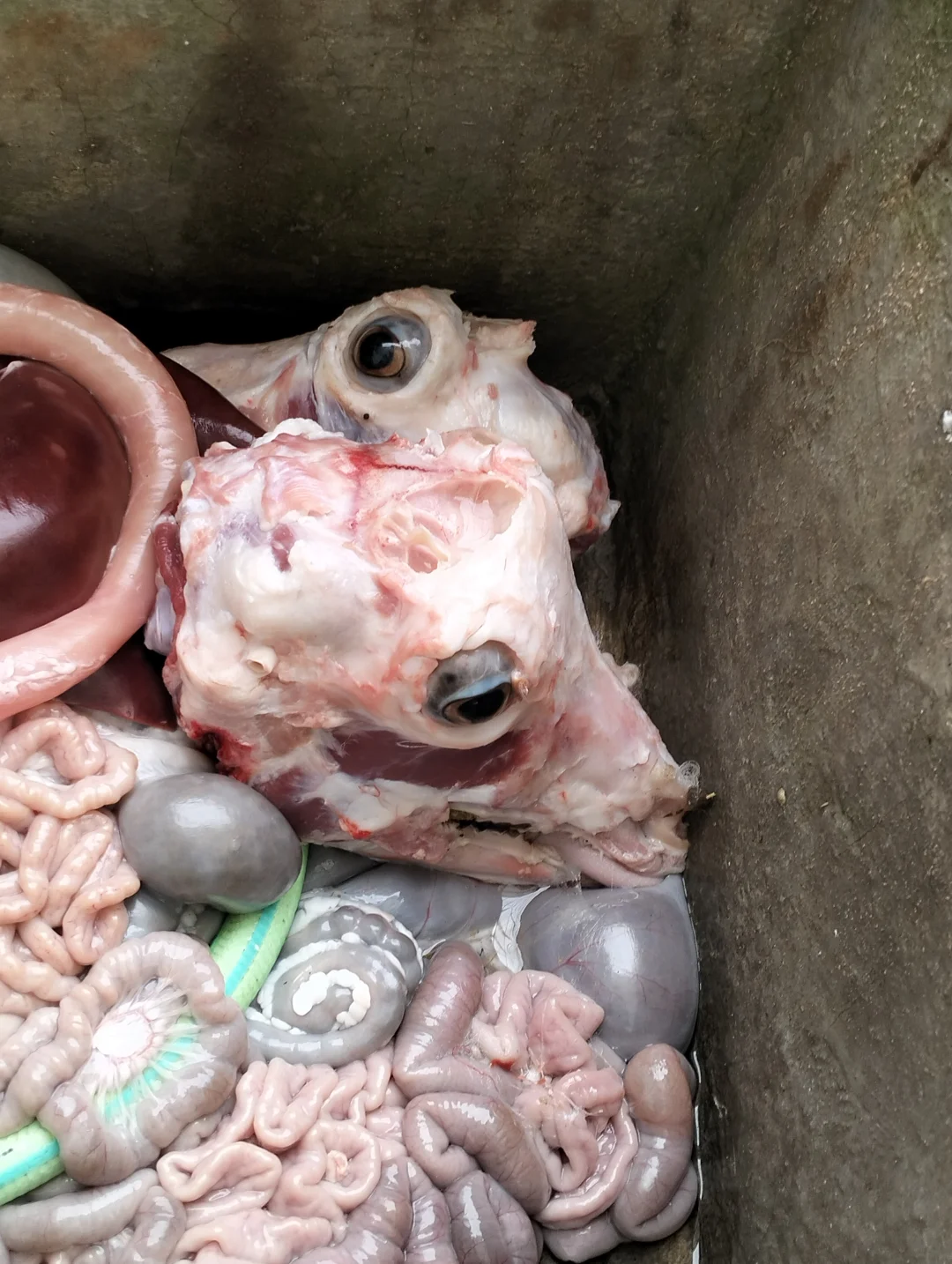 有人喜欢看活羊现杀