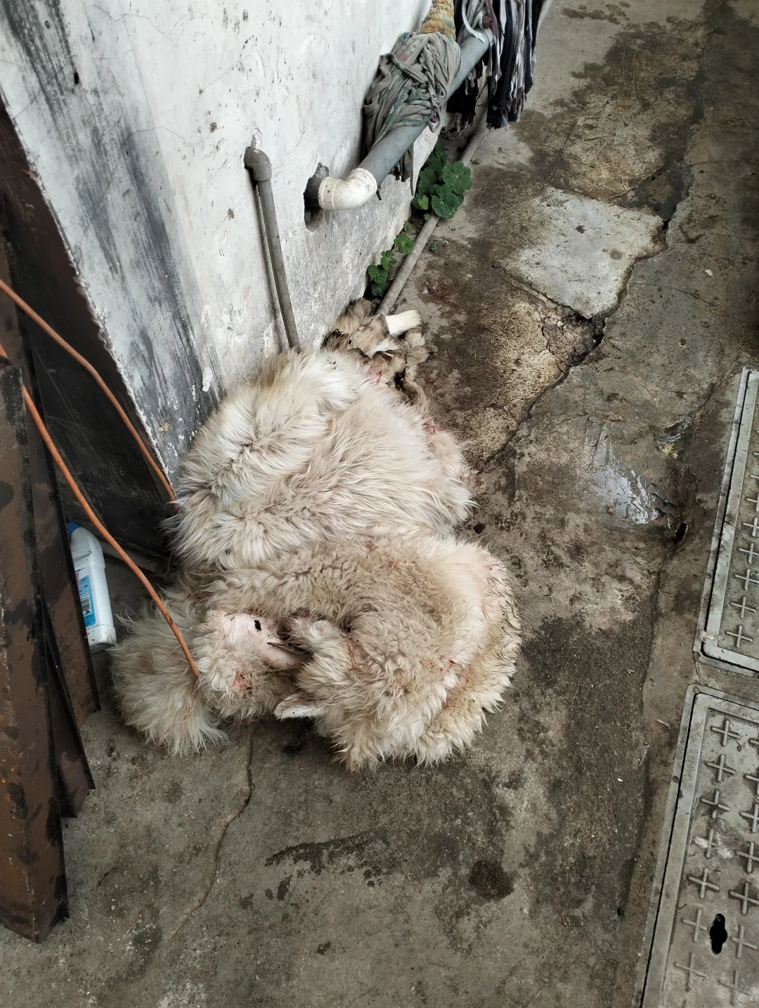 有人喜欢看活羊现杀