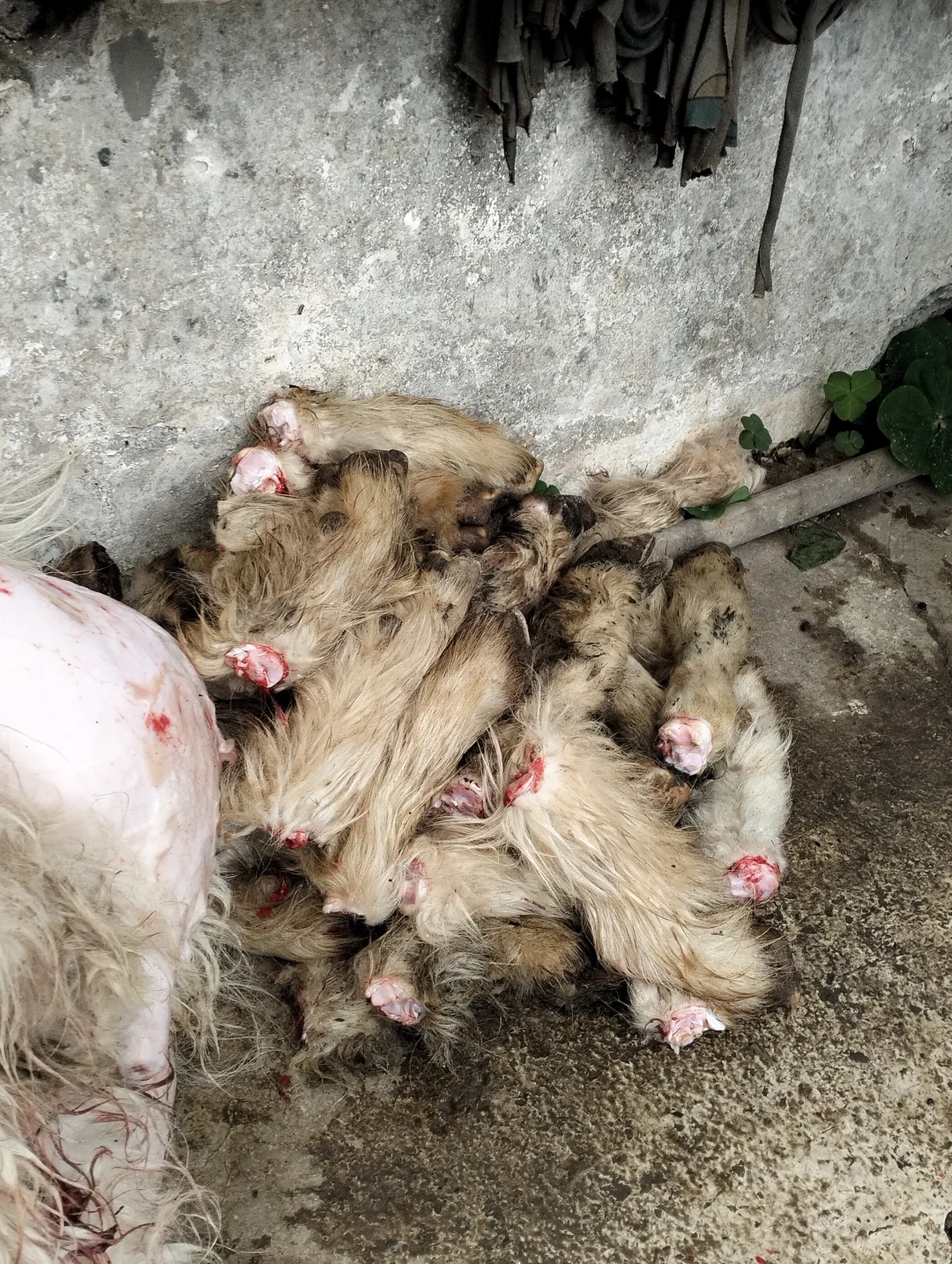 有人喜欢看活羊现杀