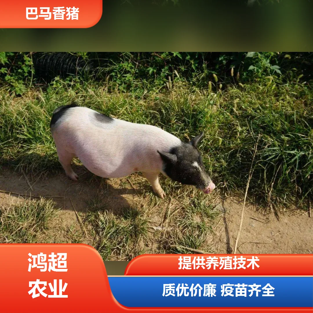 海北州巴马香猪公猪