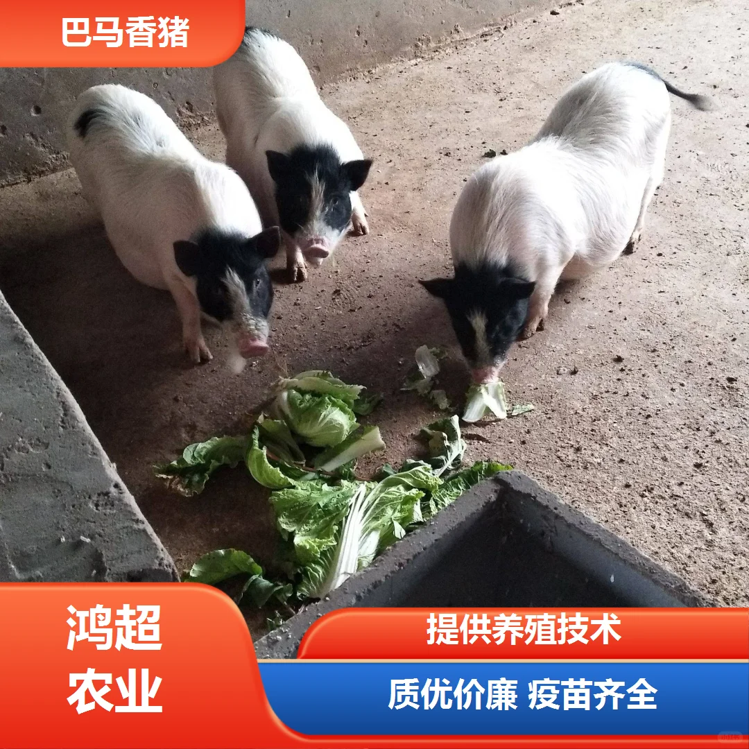 海北州巴马香猪公猪