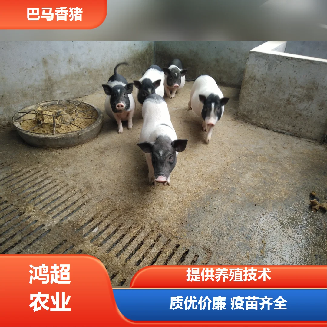 海北州巴马香猪公猪
