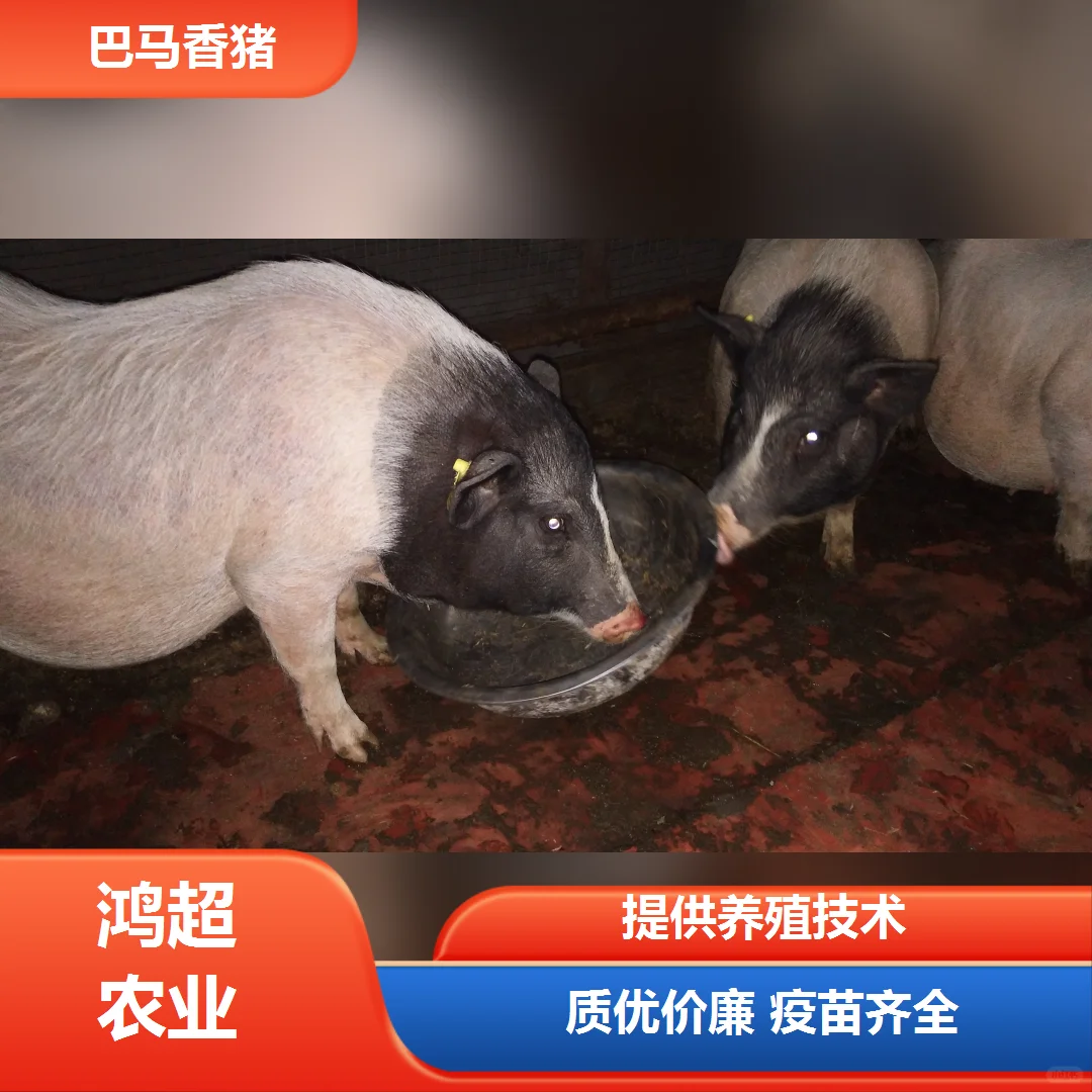 ͲаǮ