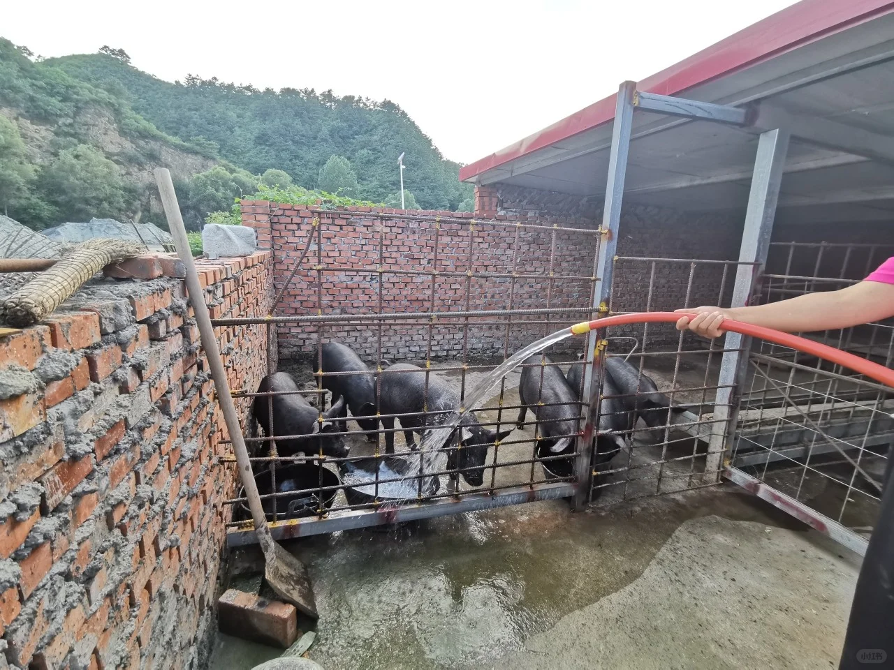 某宝，35块就可以买一斤纯粮食喂养黑猪