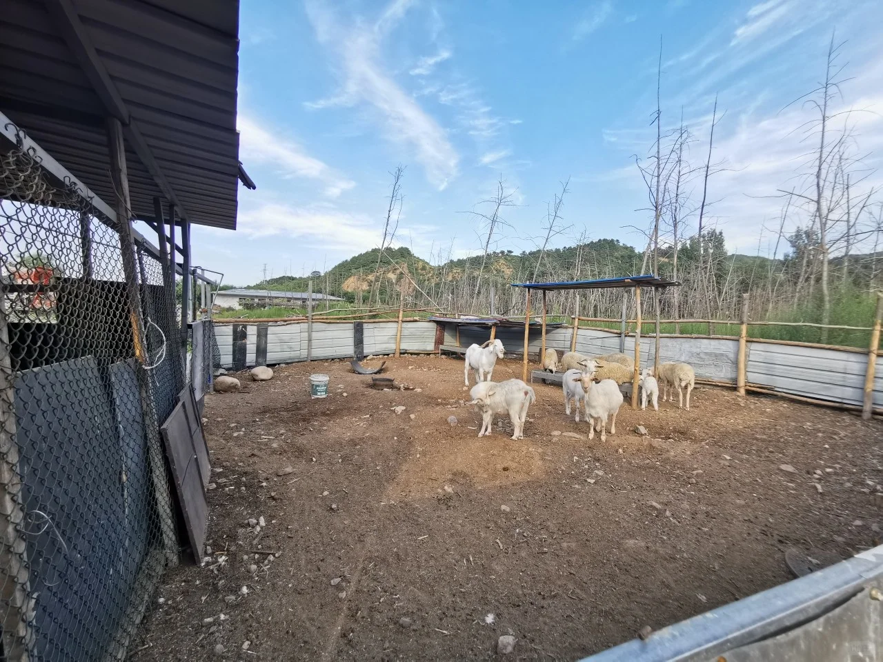某宝，35块就可以买一斤纯粮食喂养黑猪