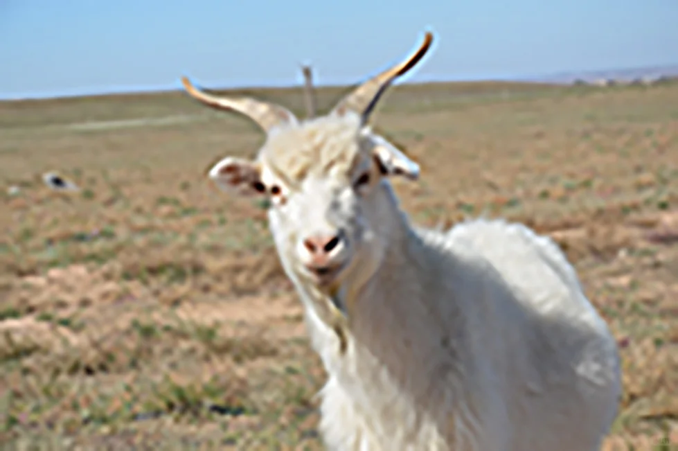 ȥ